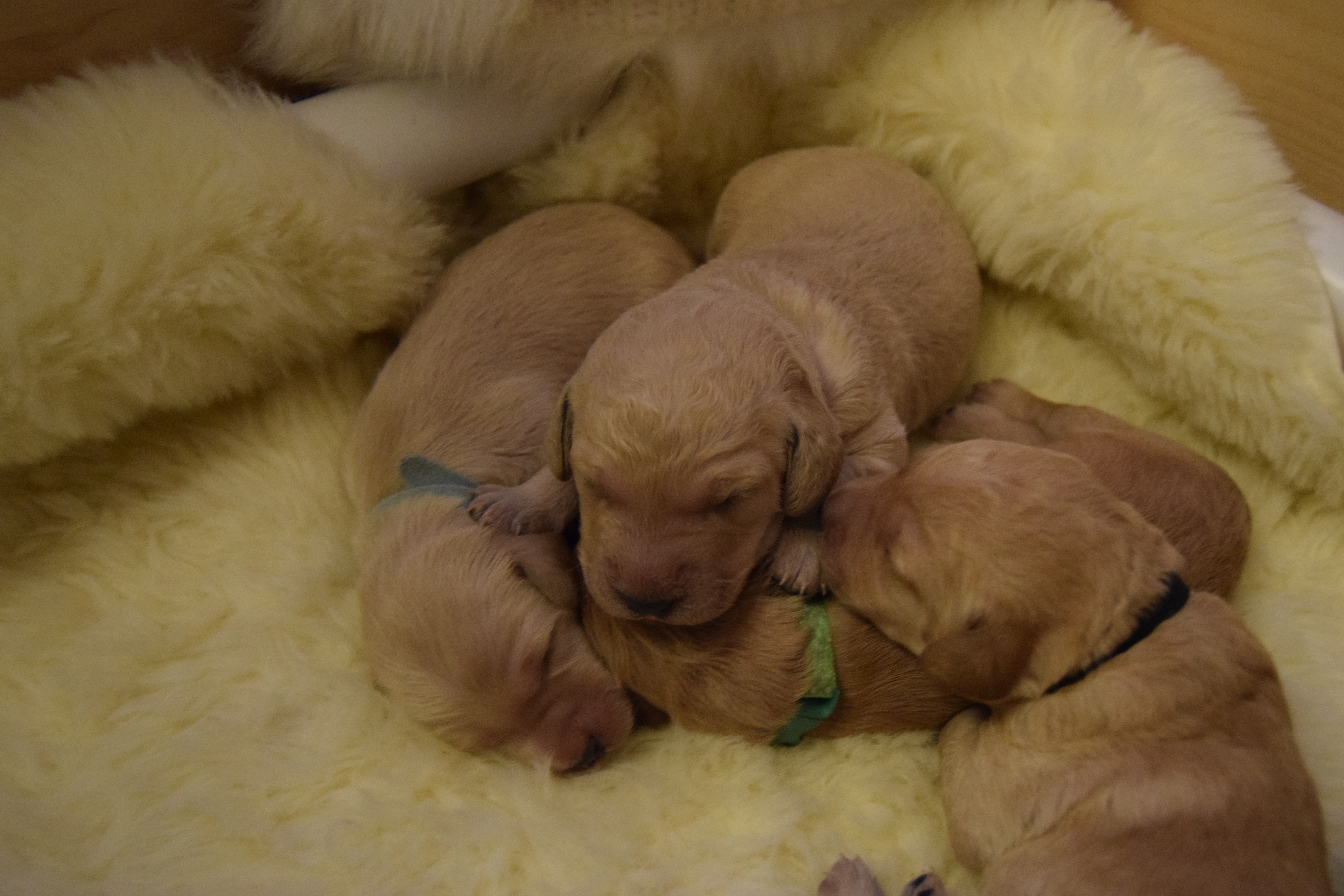 bonnies labradoodle puppies day 7