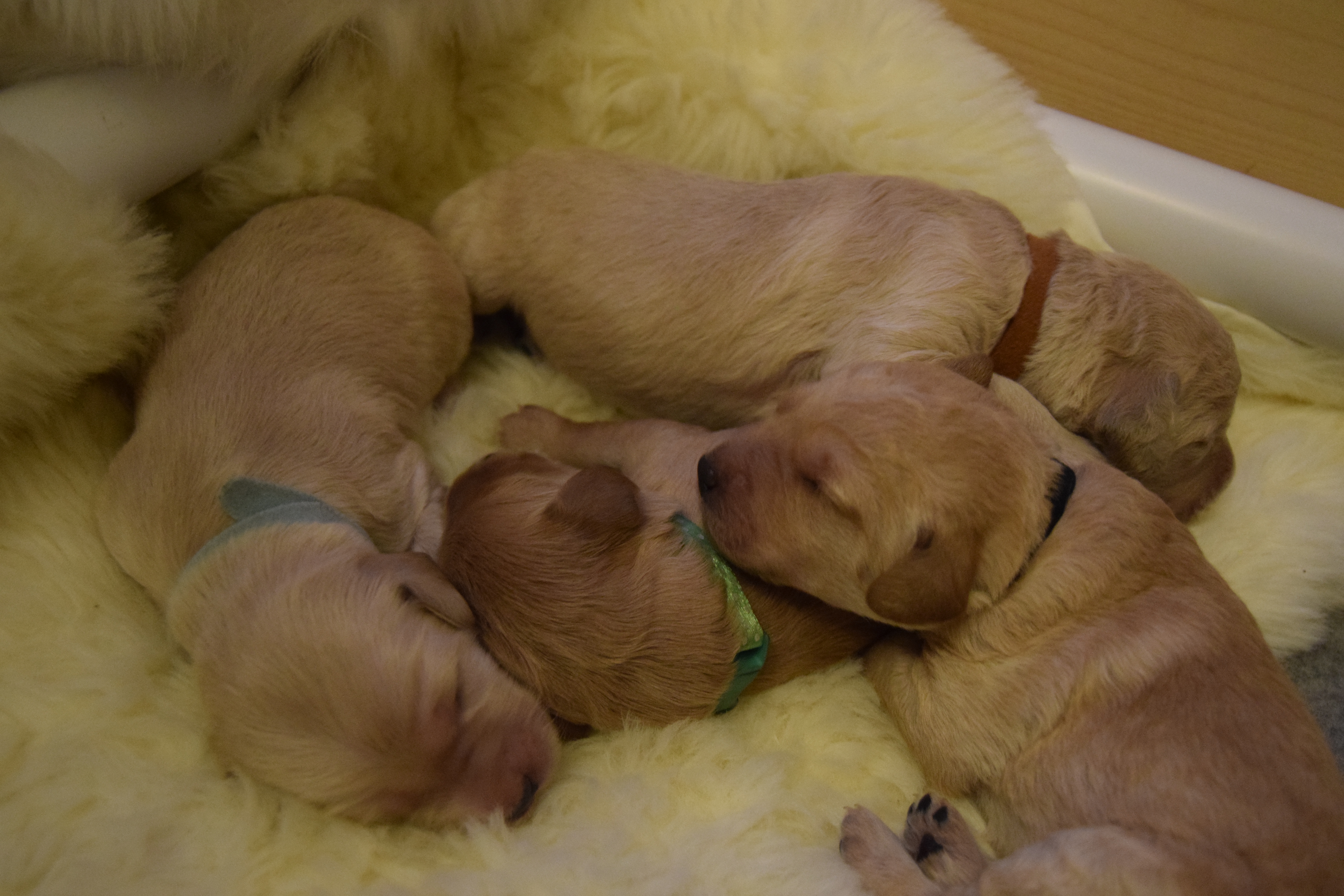 bonnies labradoodle puppies day 7