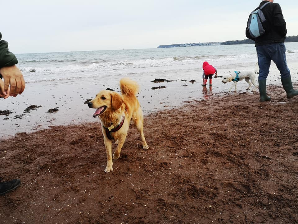 oscar labradoodle on beach