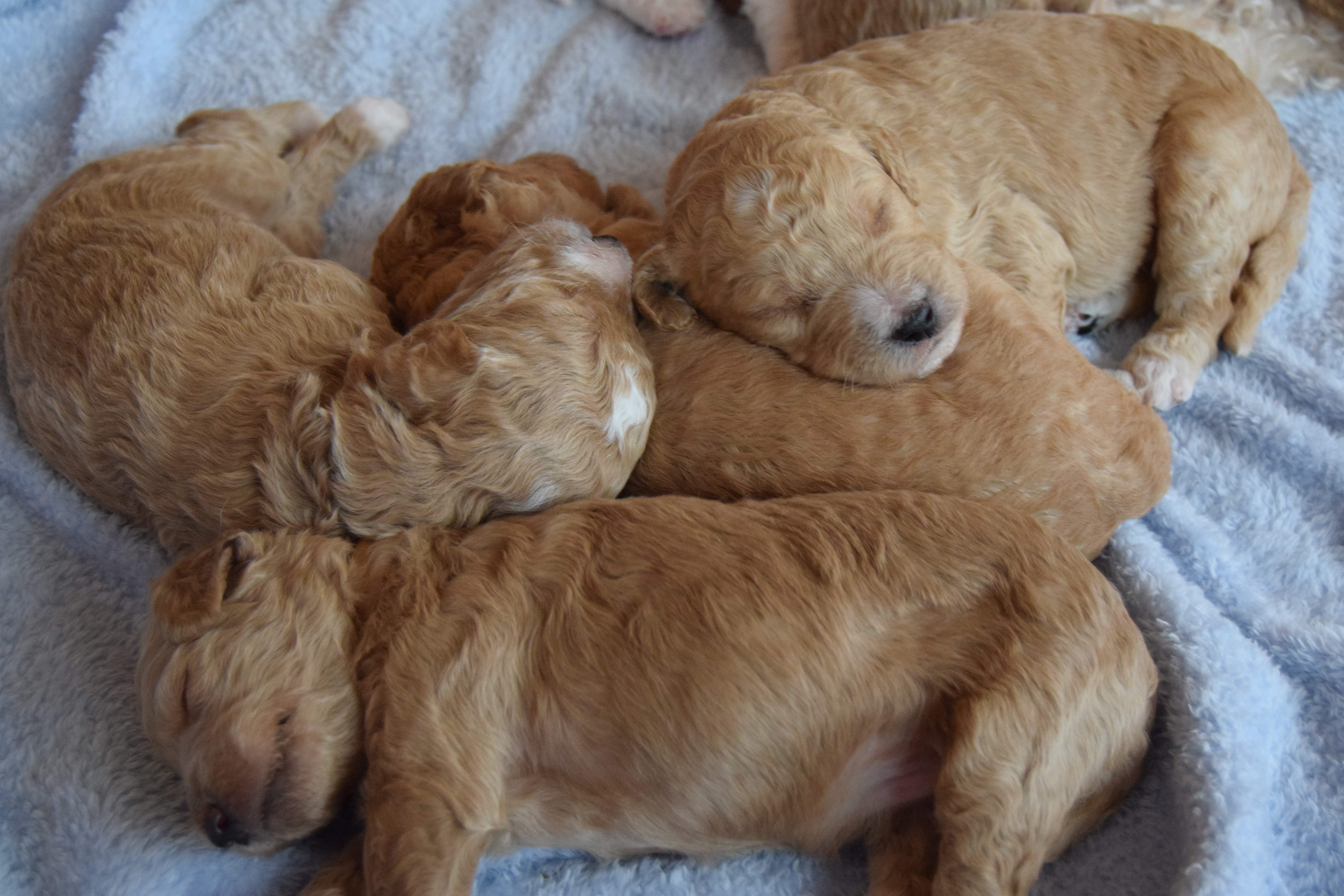 Molly Labradoodle puppies day 17