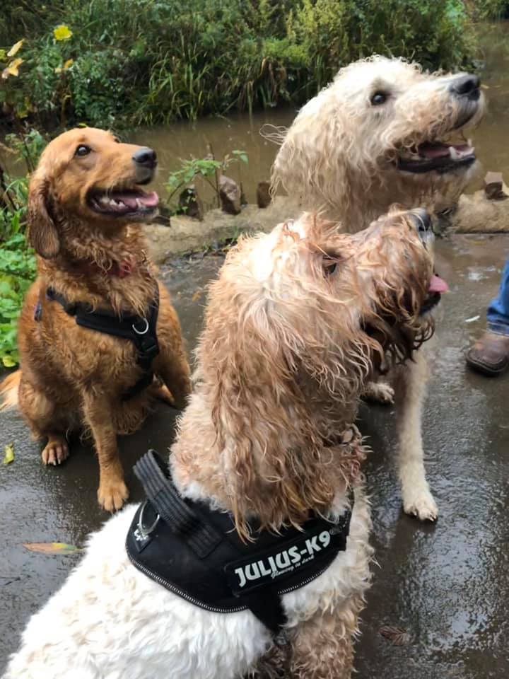 Three very dirty labradoodles