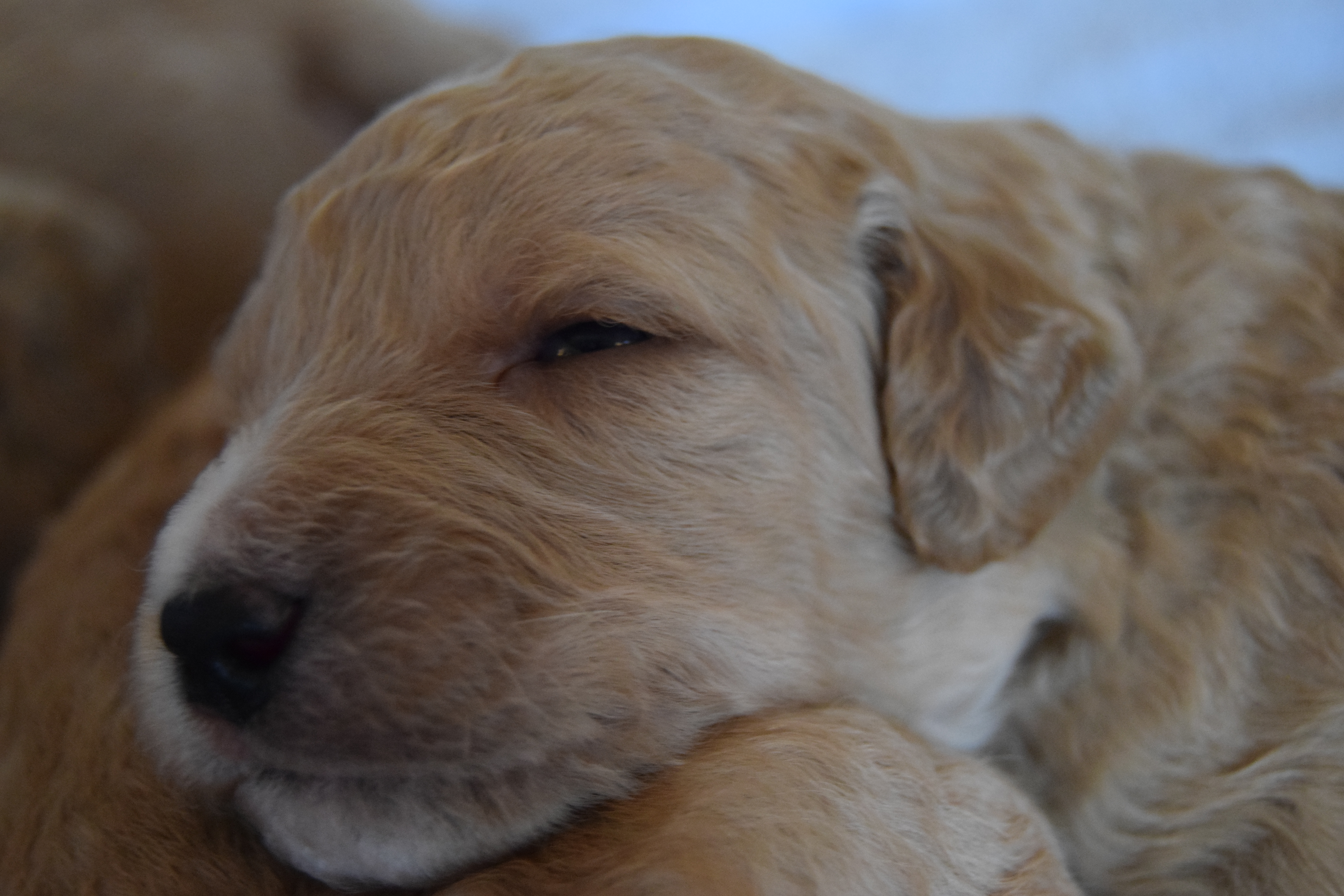 Molly Labradoodle puppies day 17