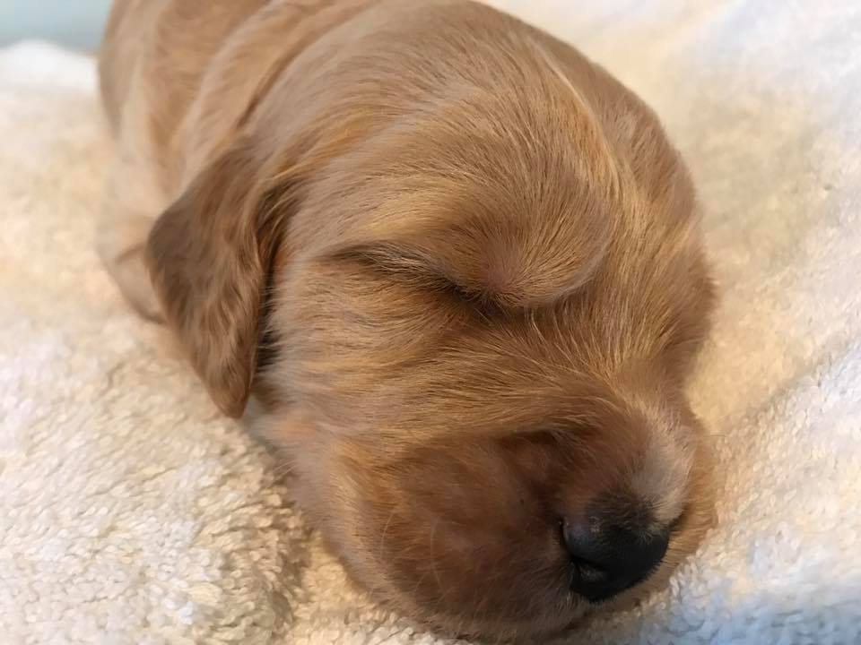 Barney labradoodle at four weeks