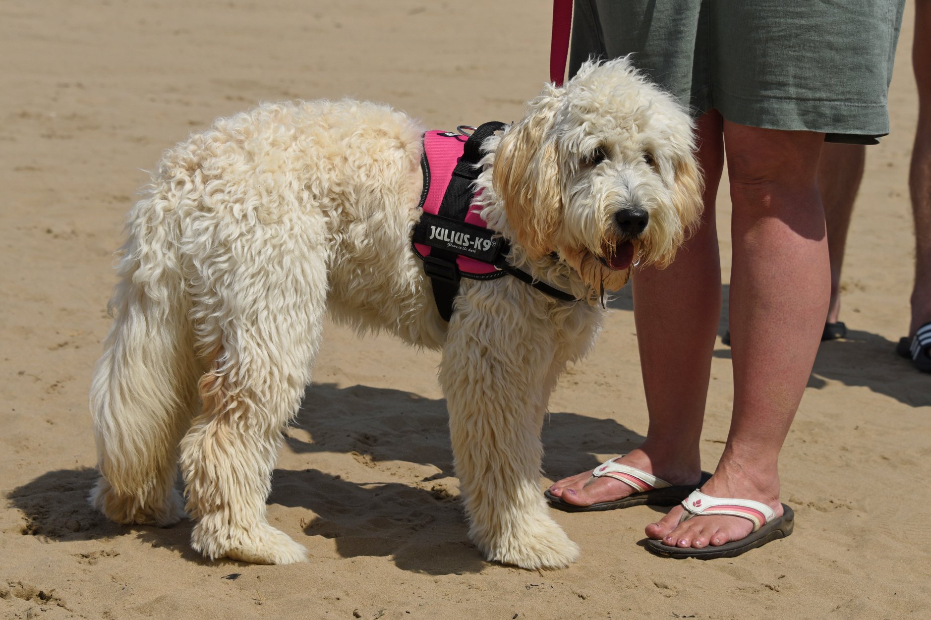 Bella at the beach