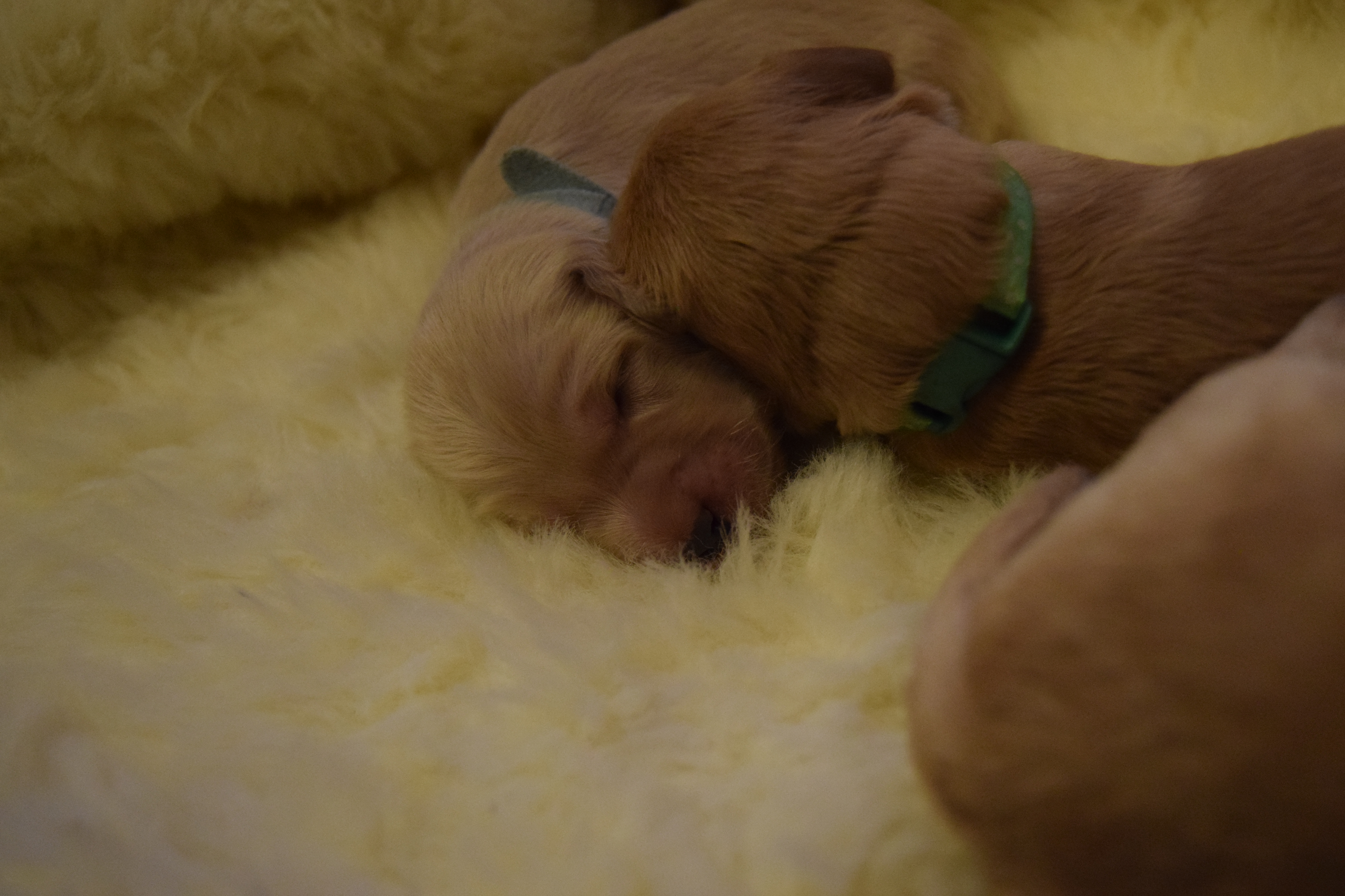 bonnies labradoodle puppies day 7