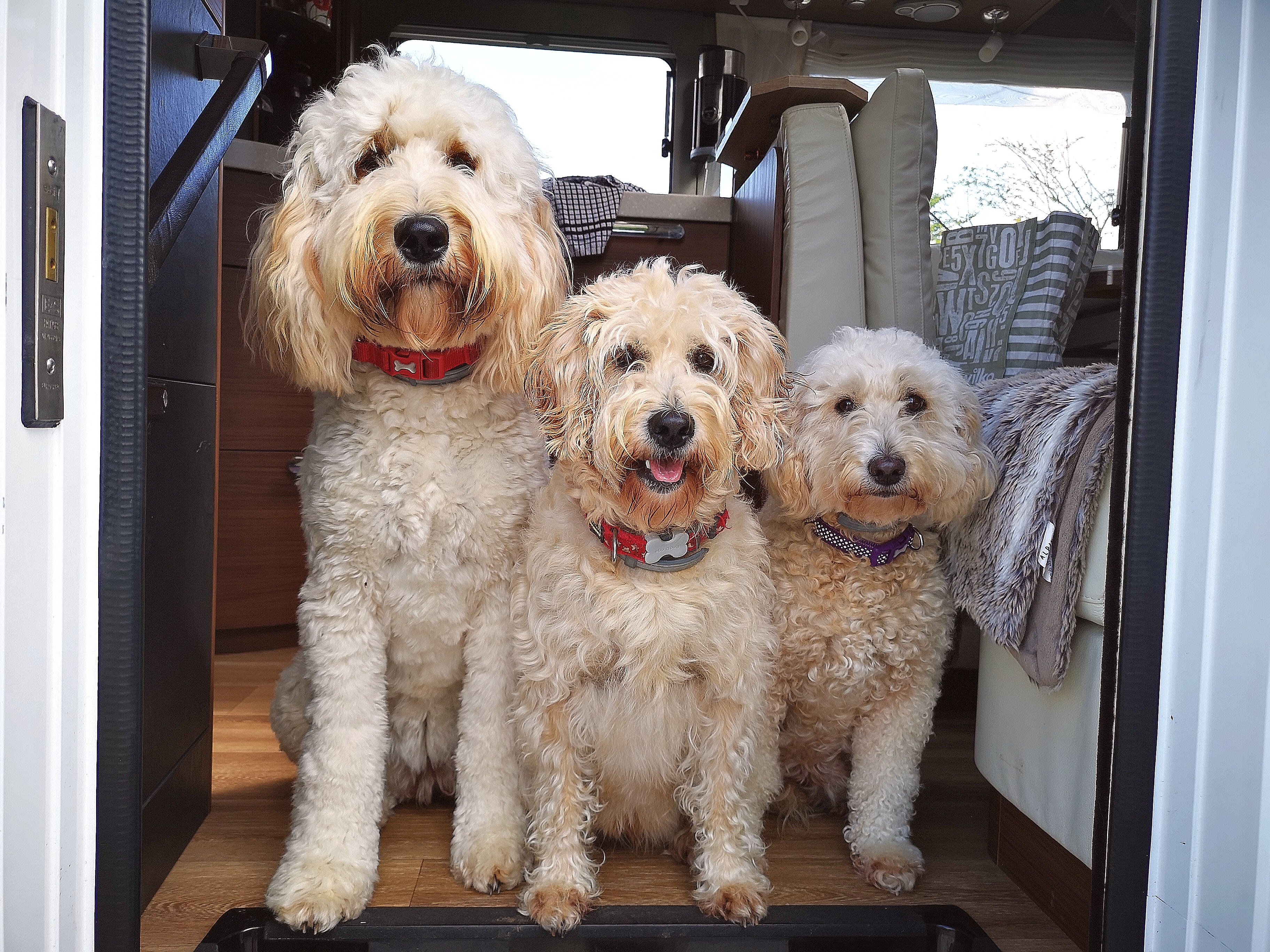 F1b labradoodles clearance for sale