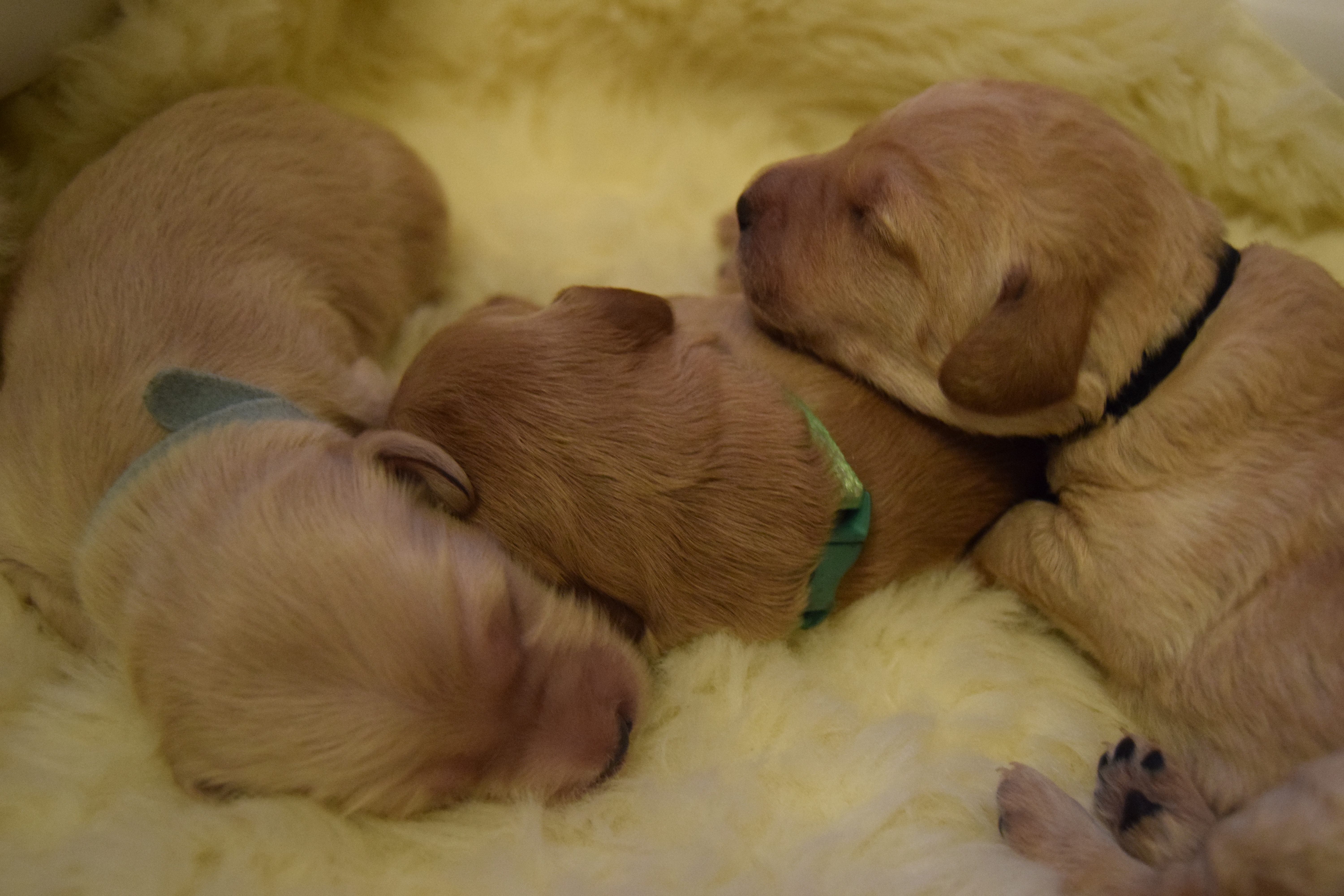 bonnies labradoodle puppies day 7