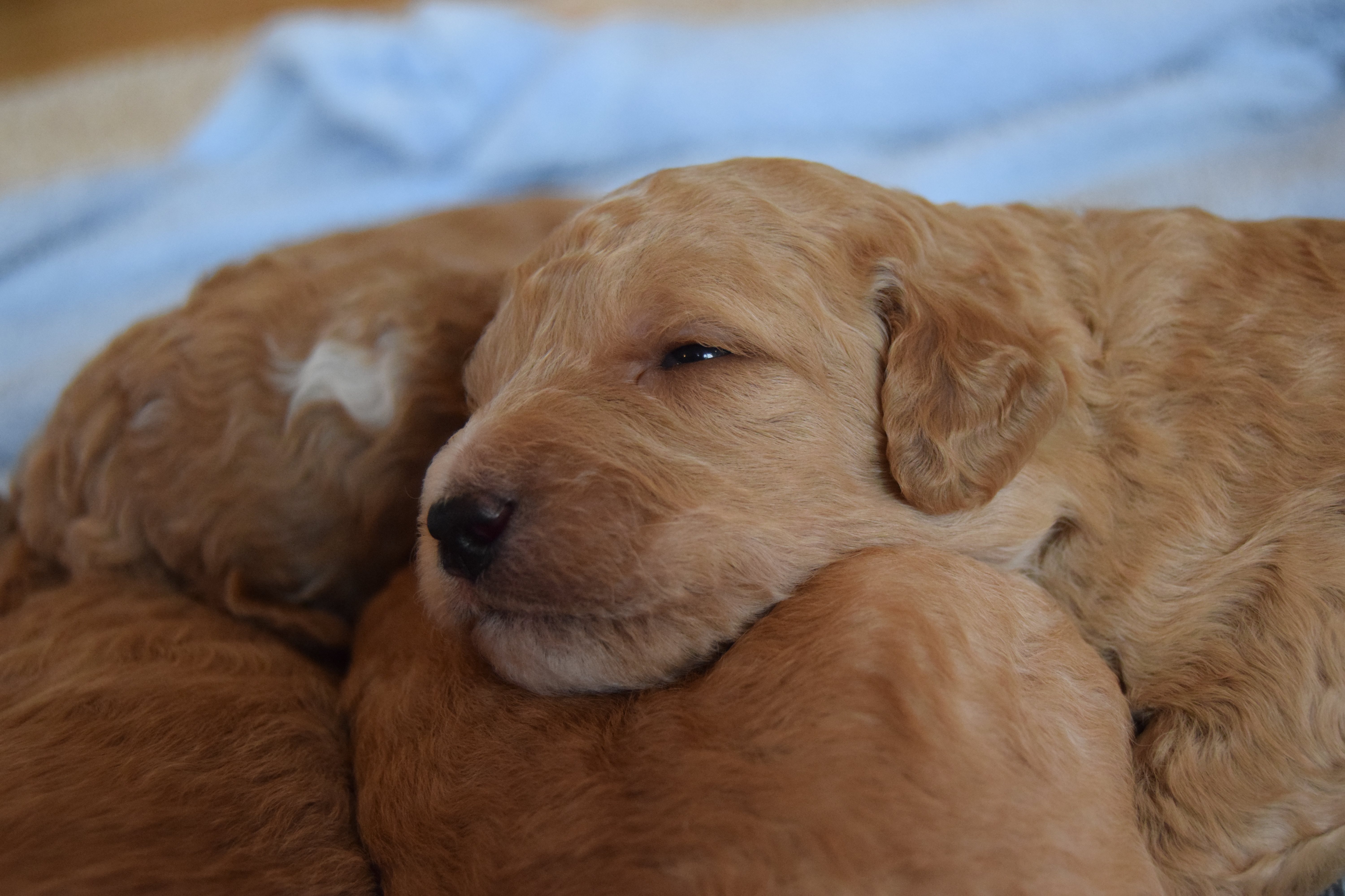 Molly Labradoodle puppies day 17