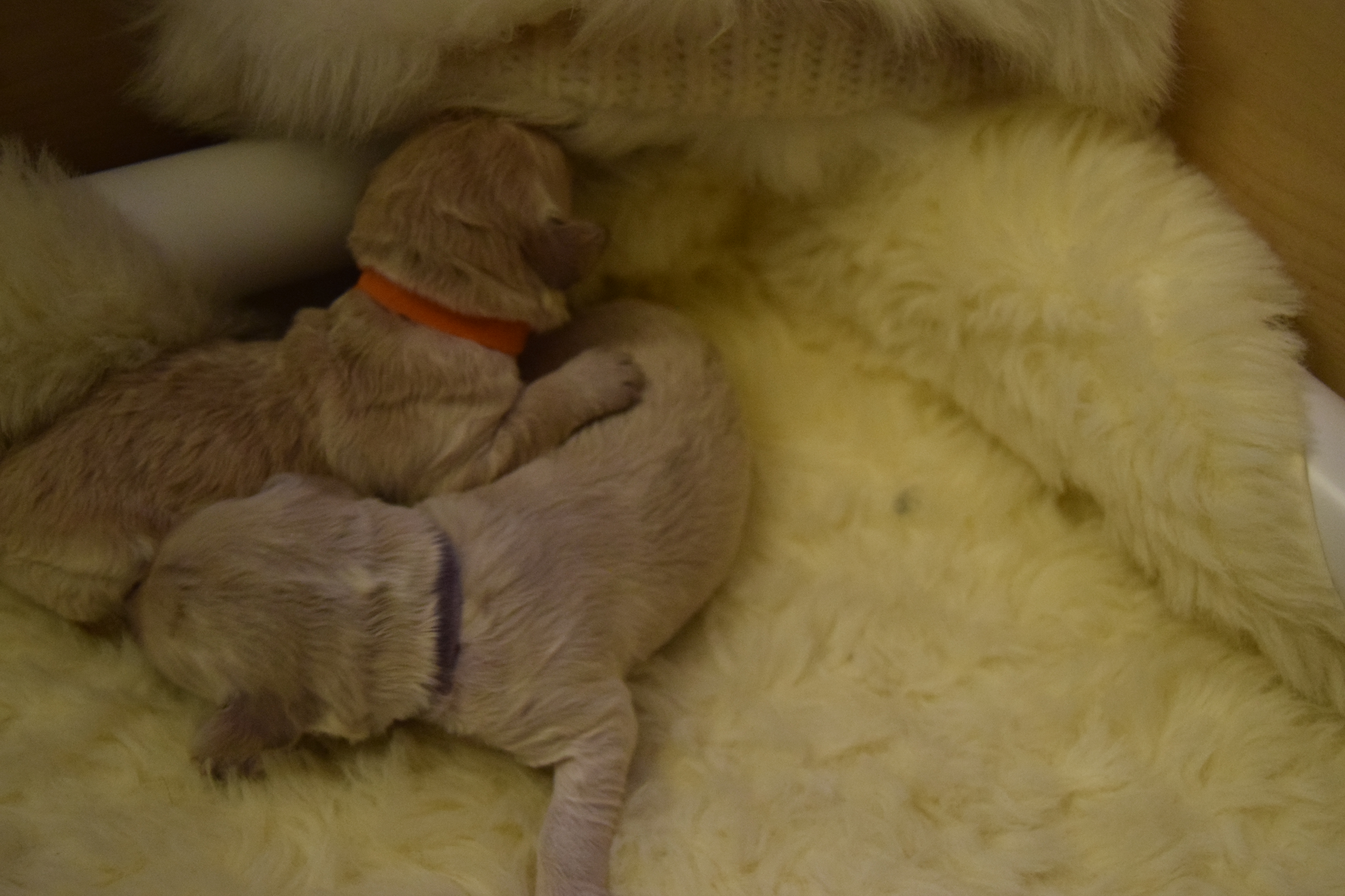 bonnies labradoodle puppies day 7