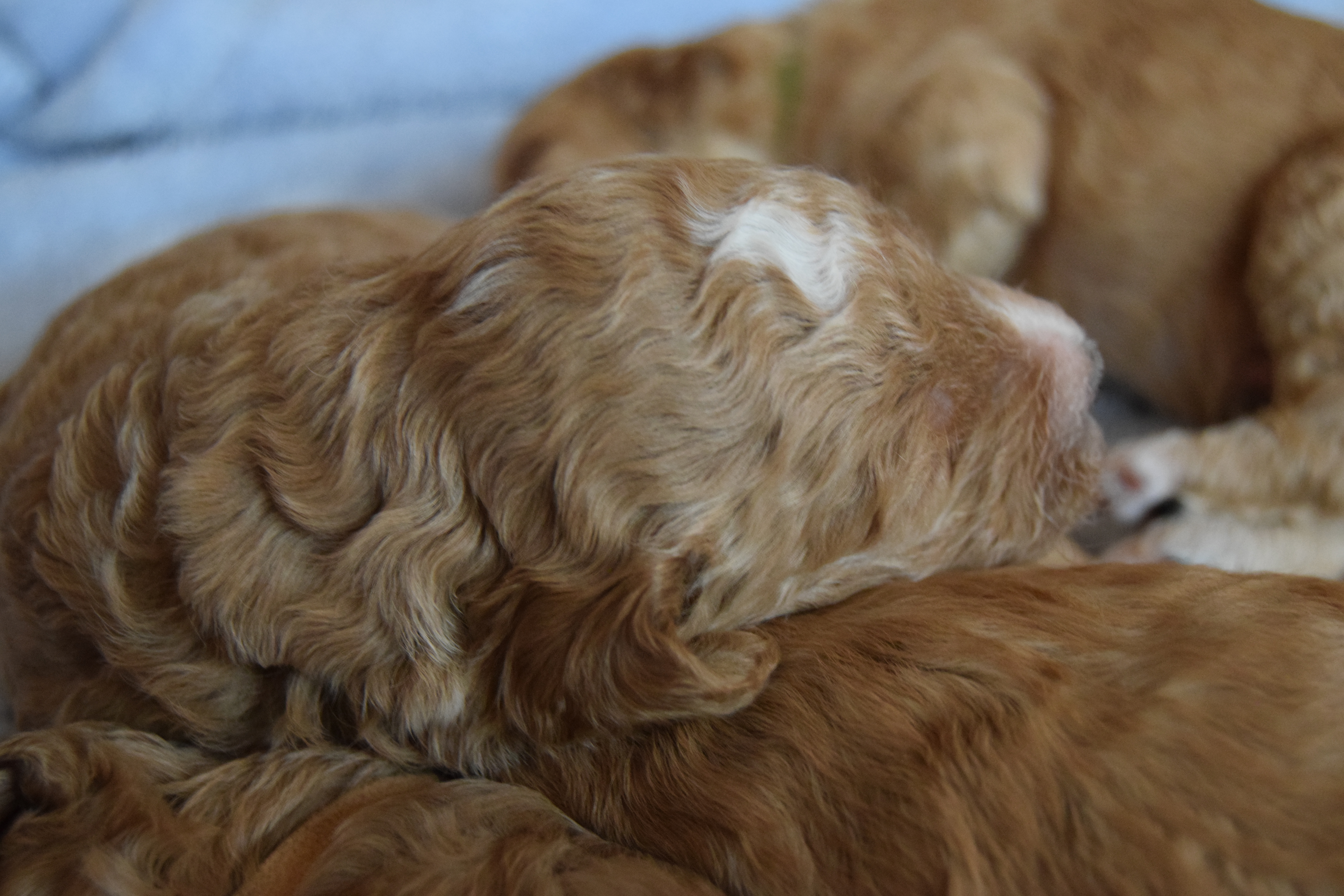 Molly Labradoodle puppies day 17