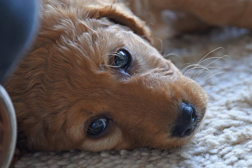 Dilly labradoodle puppie