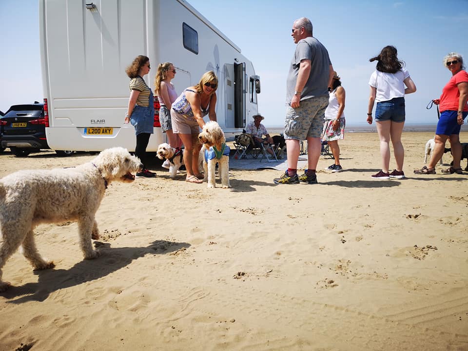 Labradoodles on beach with motorhome