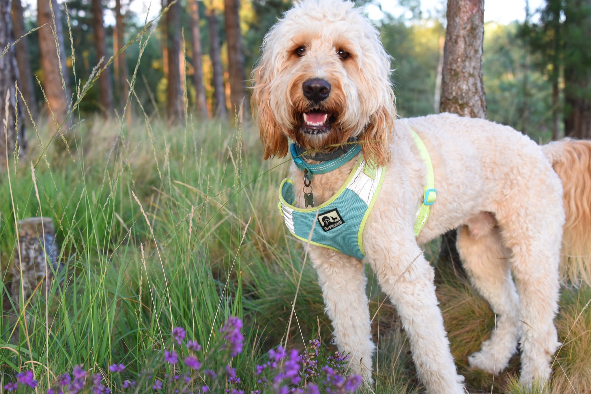 barney labradoodle in the woods