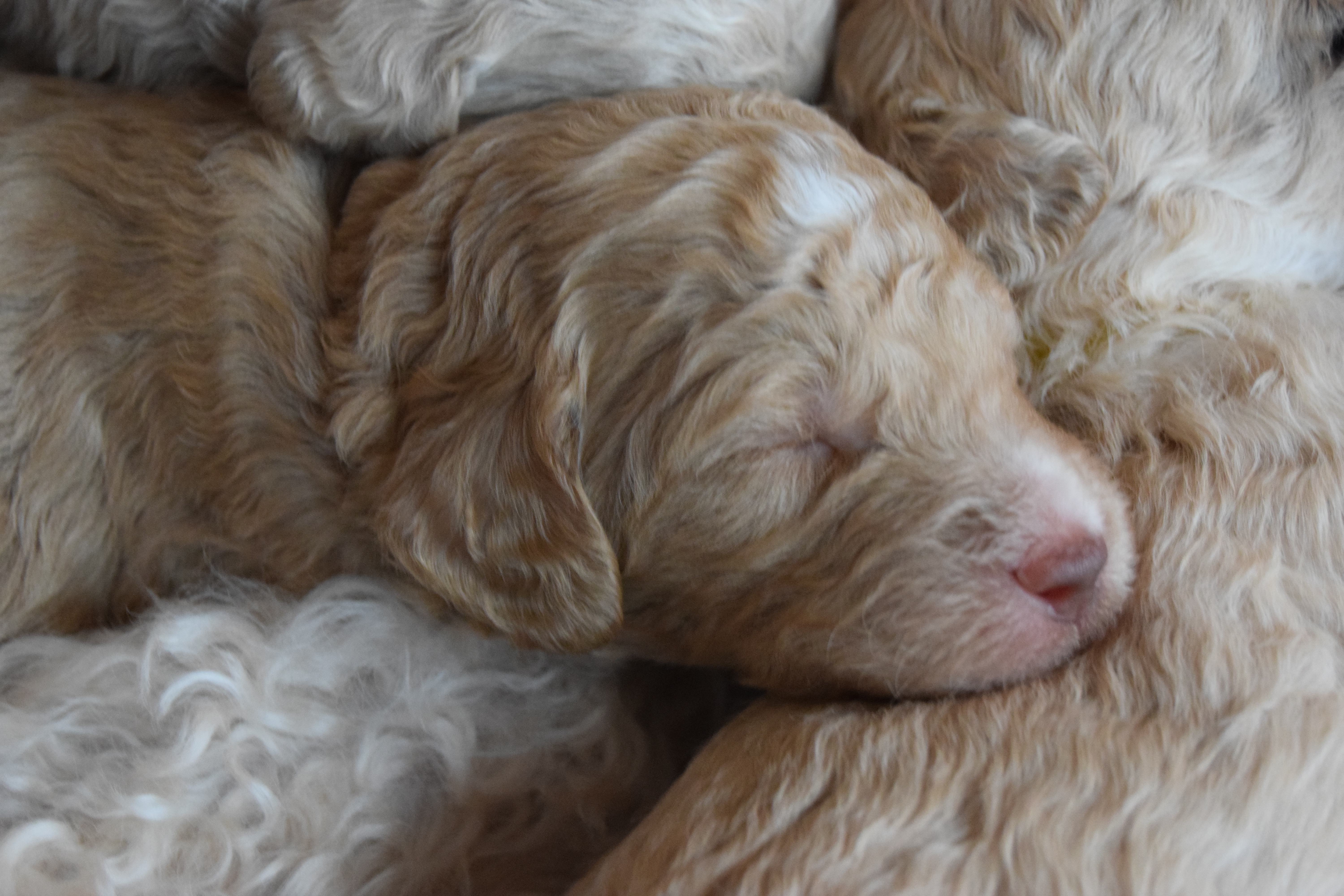 Molly Labradoodle puppies day 17