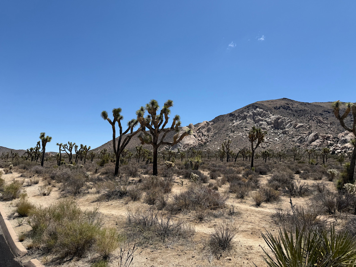 Some Joshua Trees