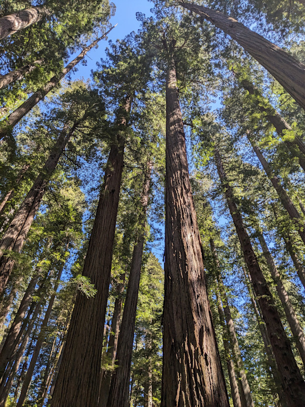 Four Days in the Redwood National and State Parks