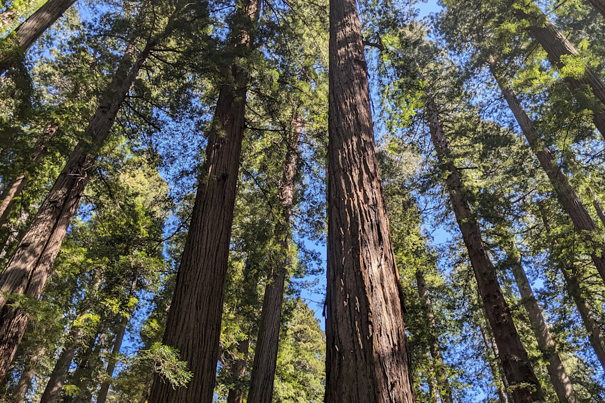 Four Days in the Redwood National and State Parks