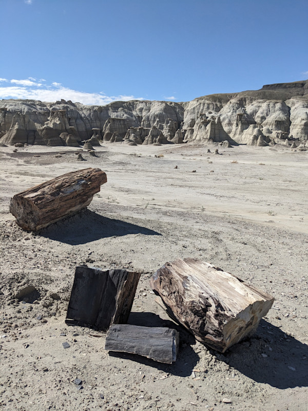 Petrified Logs