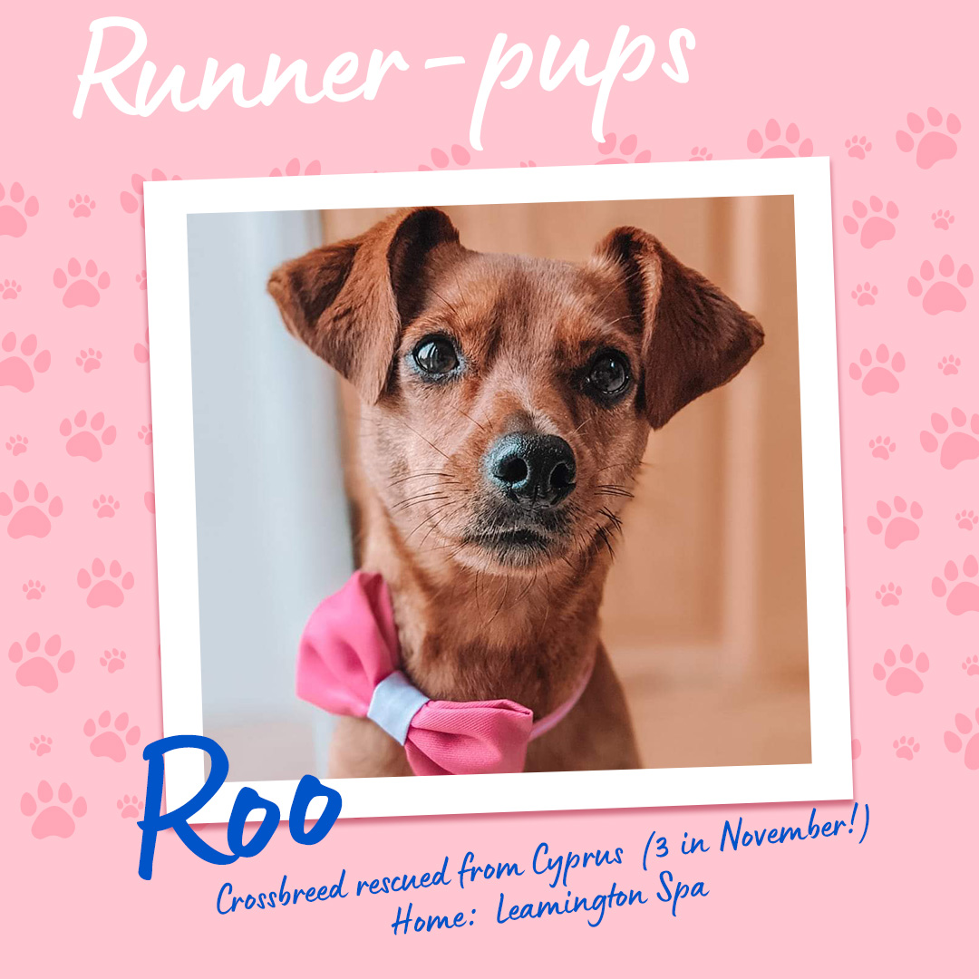 Roo - Runner Pup