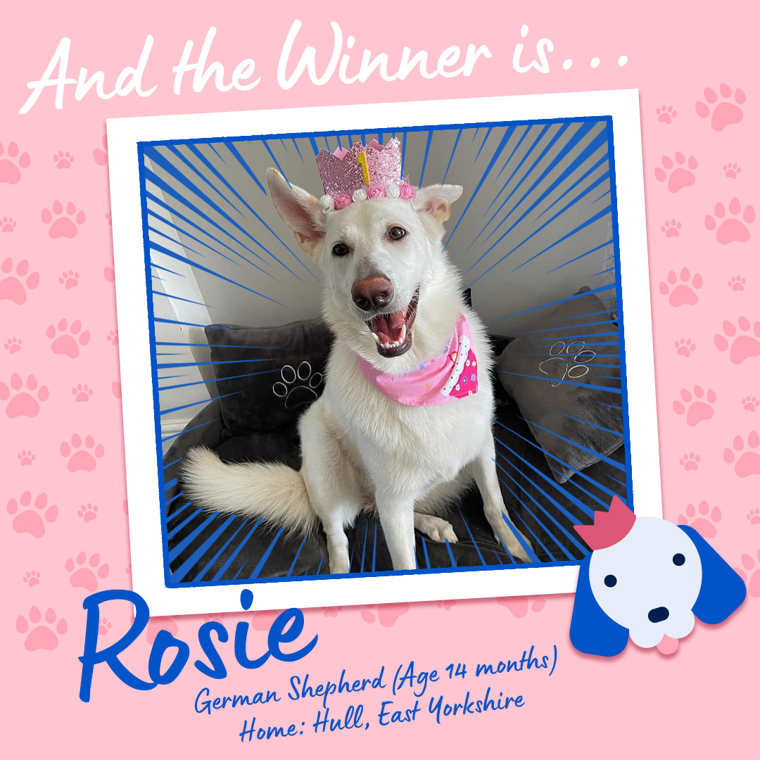 Rose - Winner Pup