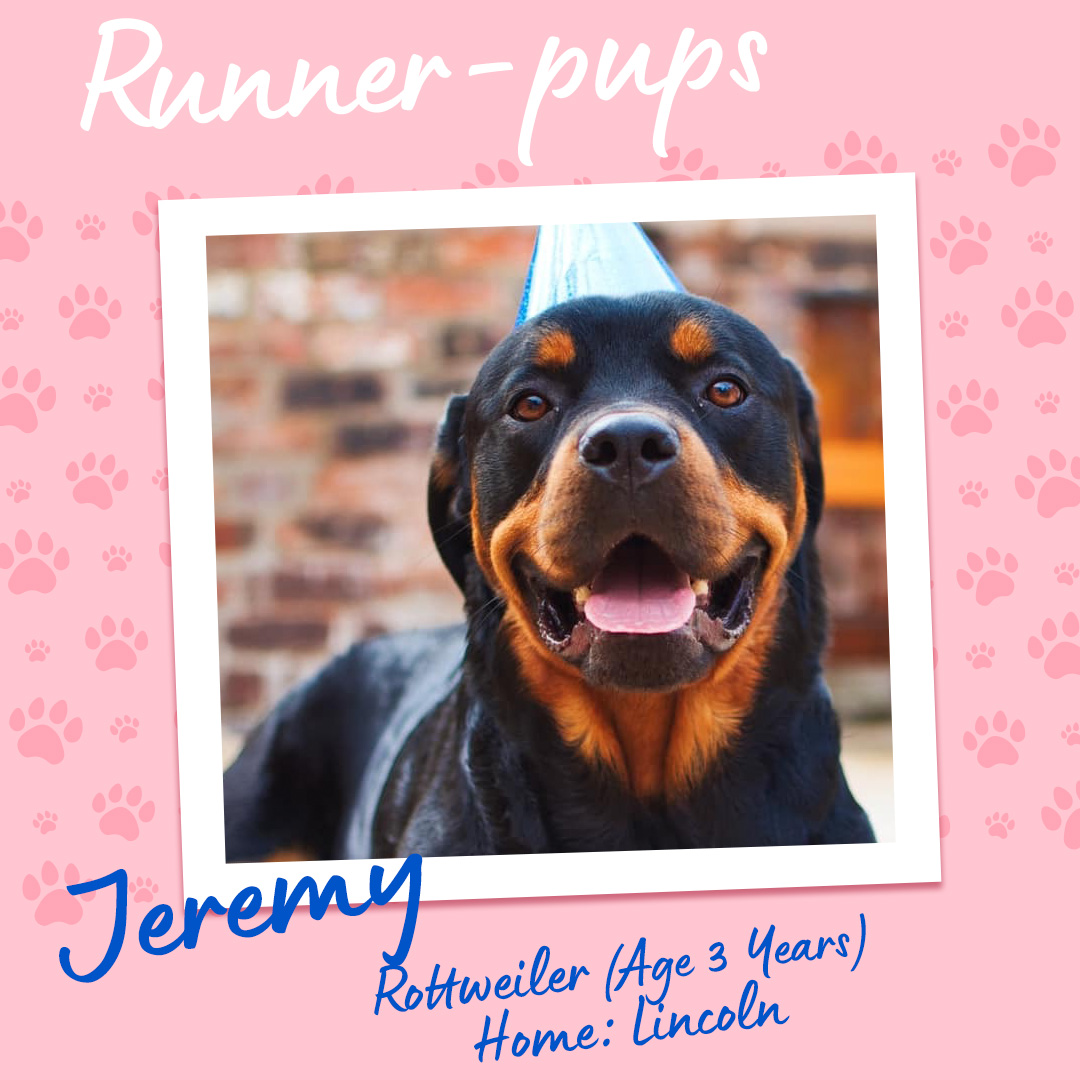 Jeremy - Runner Pup