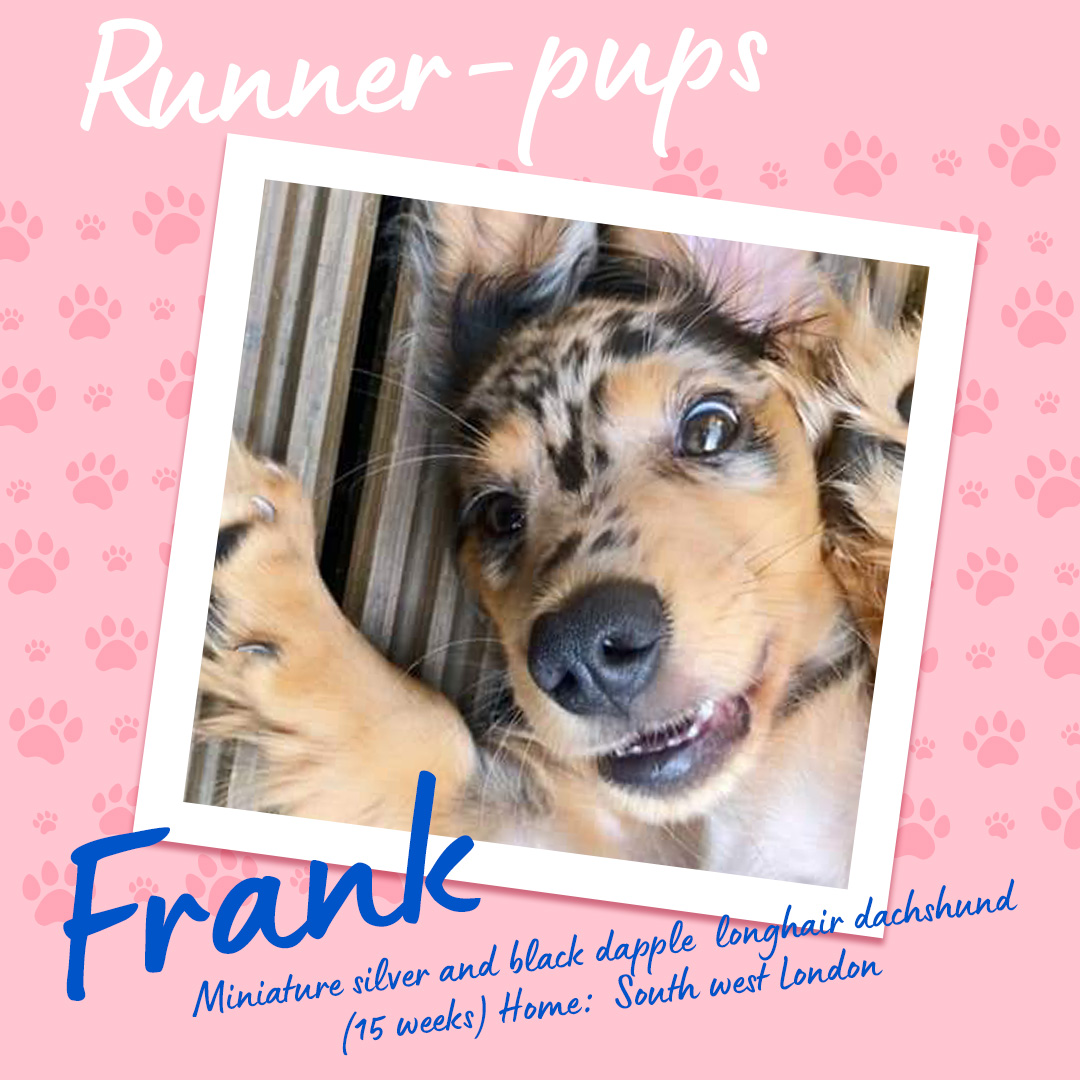 Frank - Runner Pup