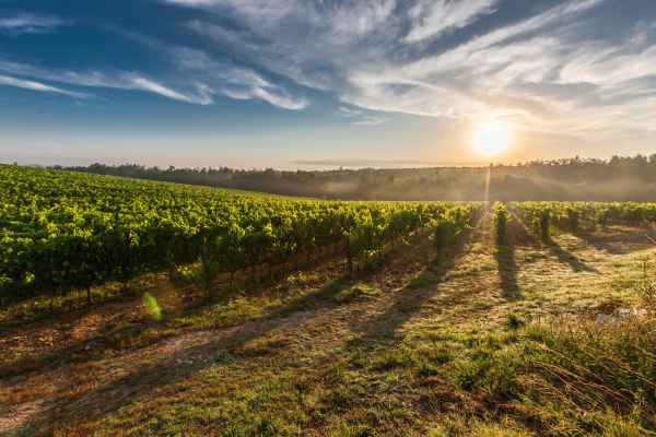The Best Places for Wine Tasting in France
