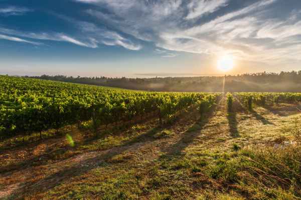 Best Wine Regions To Visit Around The World