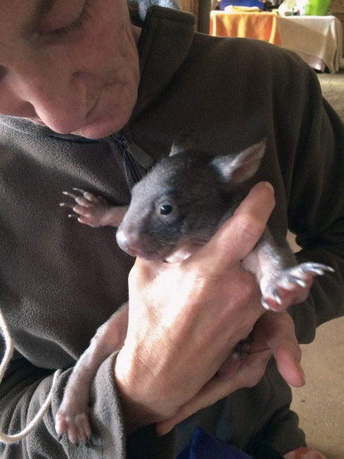 <i>Teacup the wombat</i>