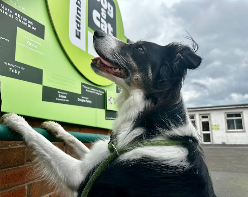 Edinburgh Dog and Cat Home