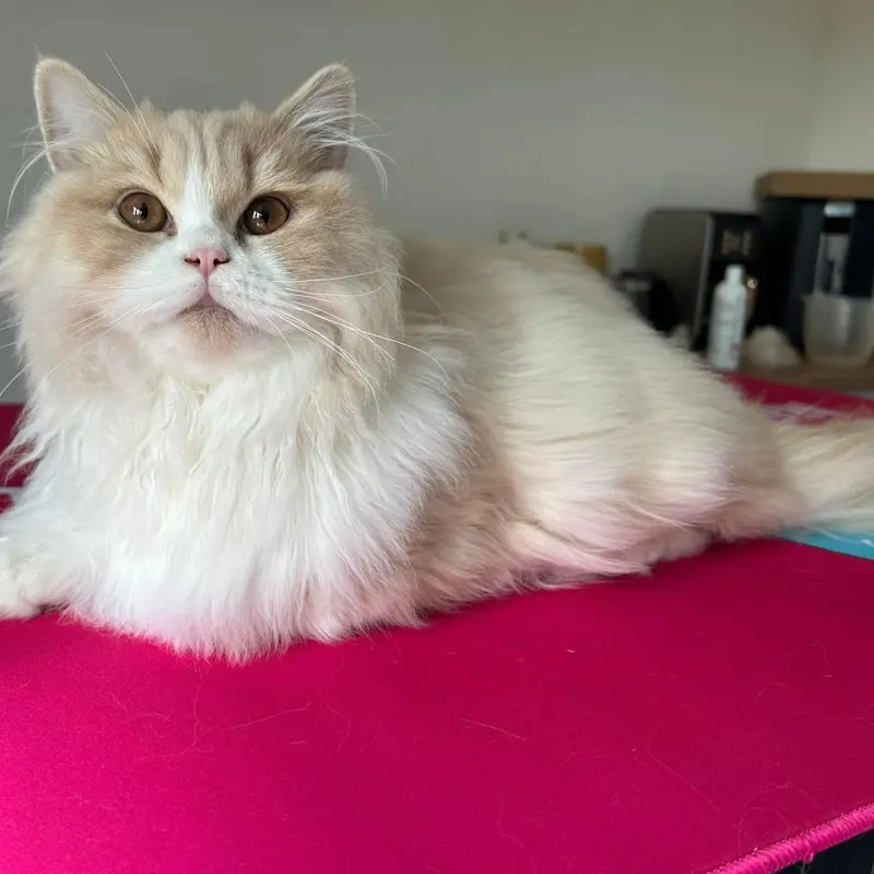 AristoCat Care Cat Grooming & Pet Sitting