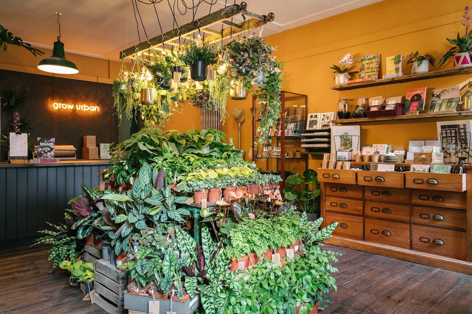 Top 5 essential tips for keeping your houseplants happy