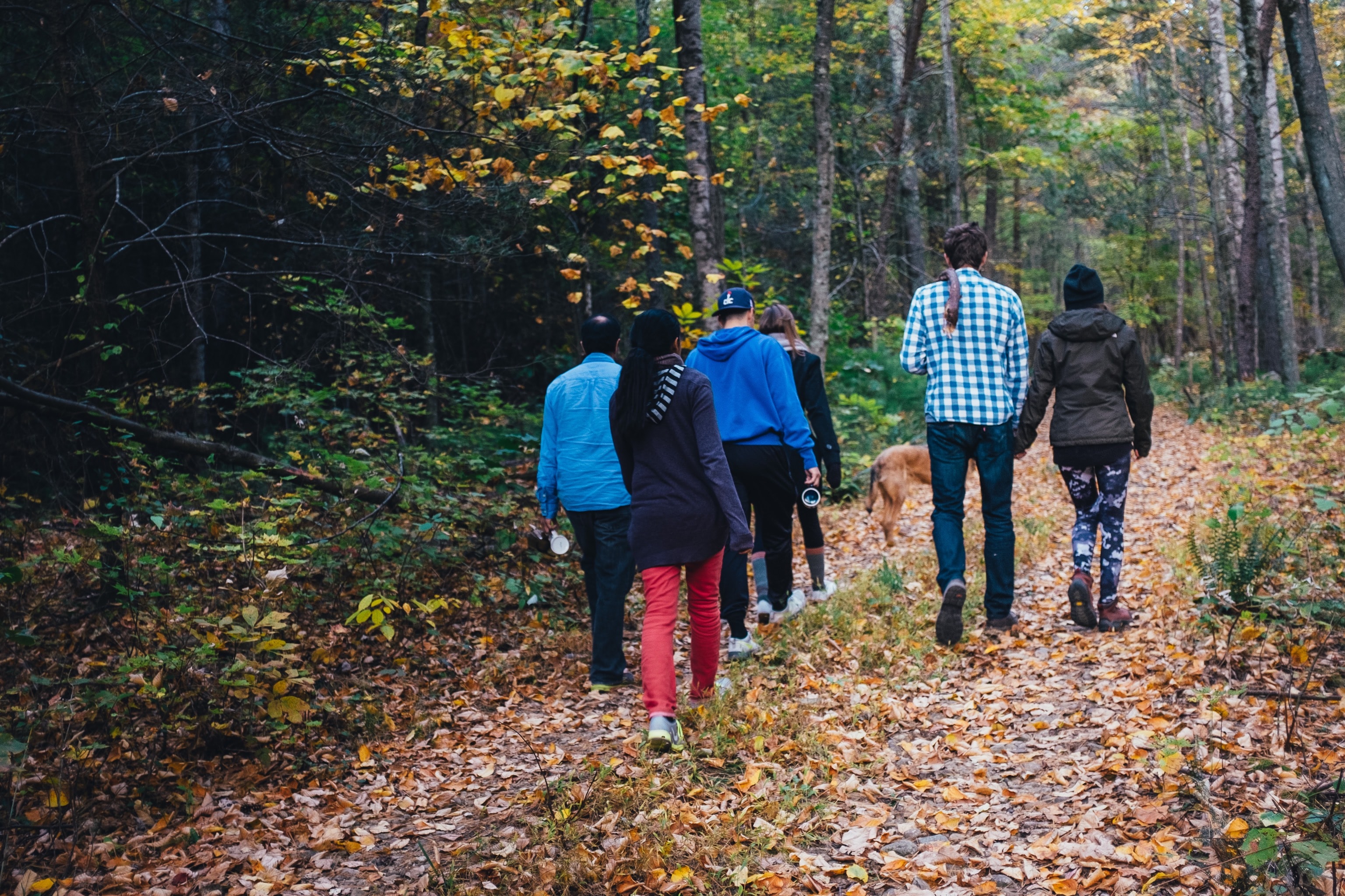 People walking in woods during daytime