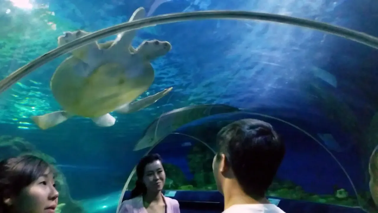 songdowon-tunnel-aquarium.webp