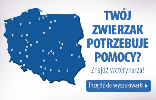 Internetowy Sklep Zoologiczny Karma I Akcesoria Dla Zwierząt W Zooplus