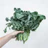 Broccolini