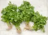 Coriander