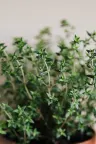 Lemon Thyme