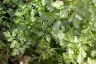 Chervil