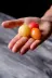 Tomatoes Peeling  trailer thumb