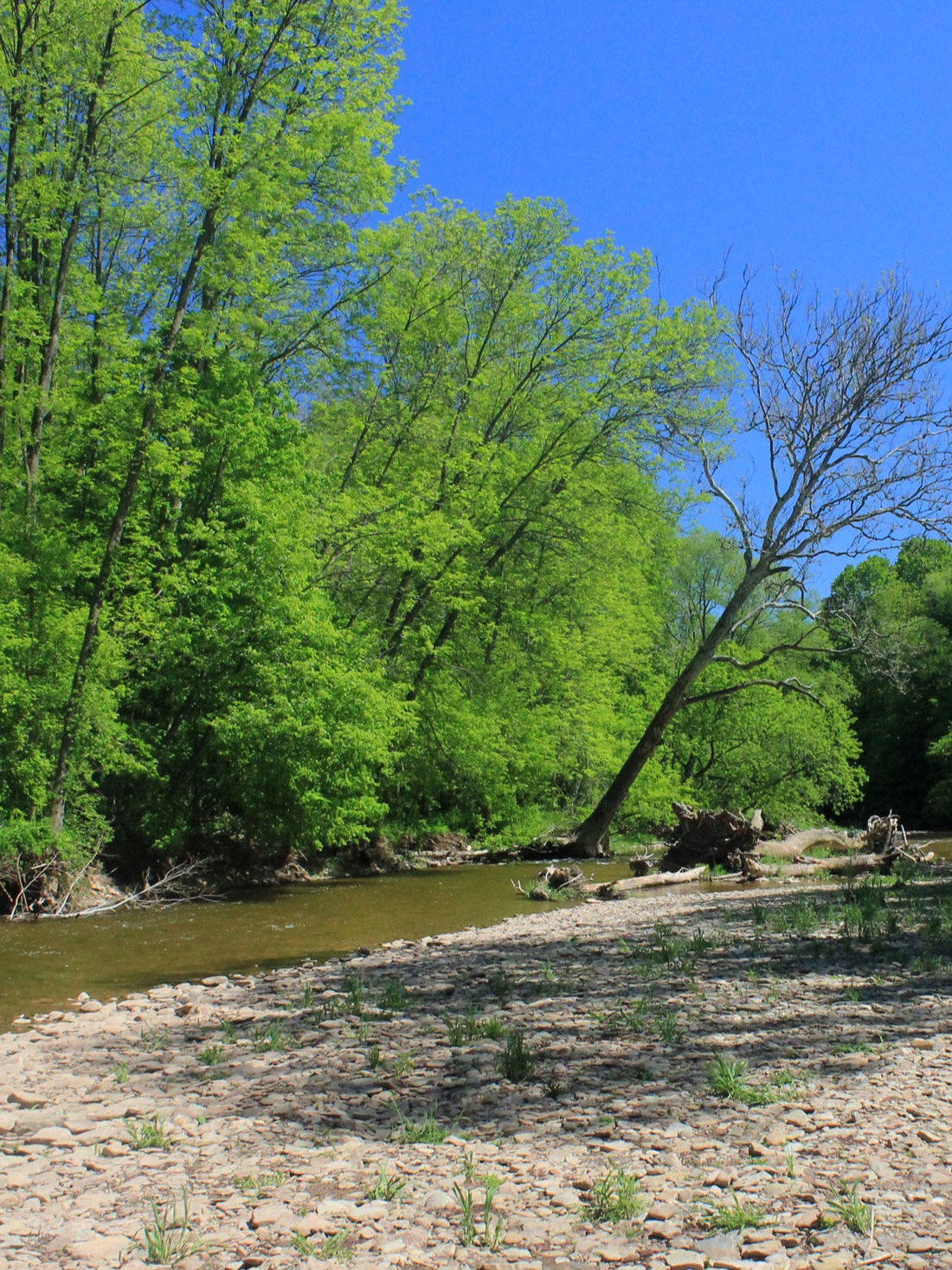 Gfp-canada-ontario-bronte-creek-park-shoreline