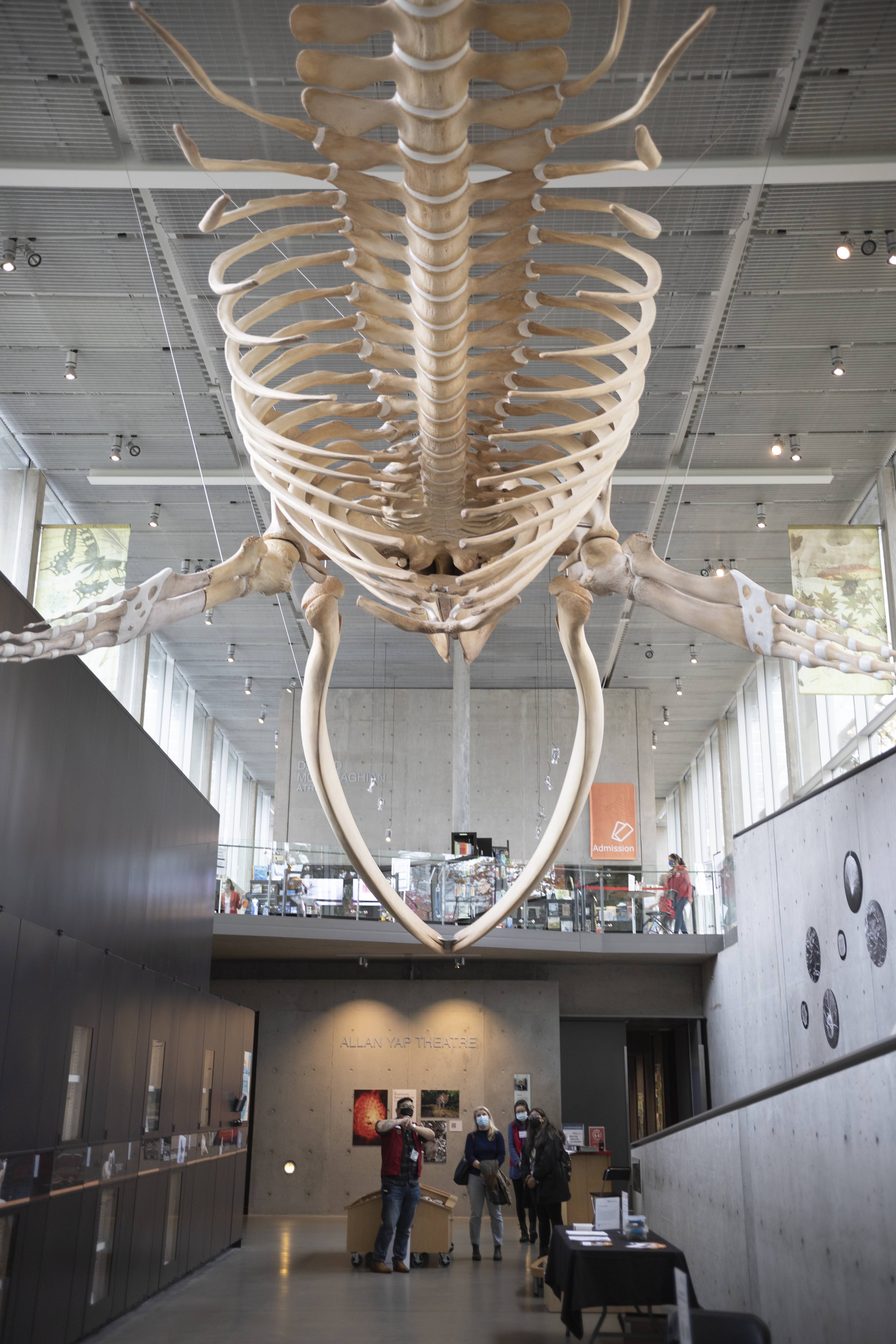 whale atrium