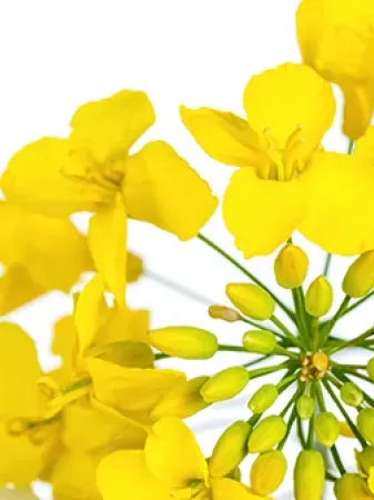 exhibition-canola-seeds-of-innovation.jpg