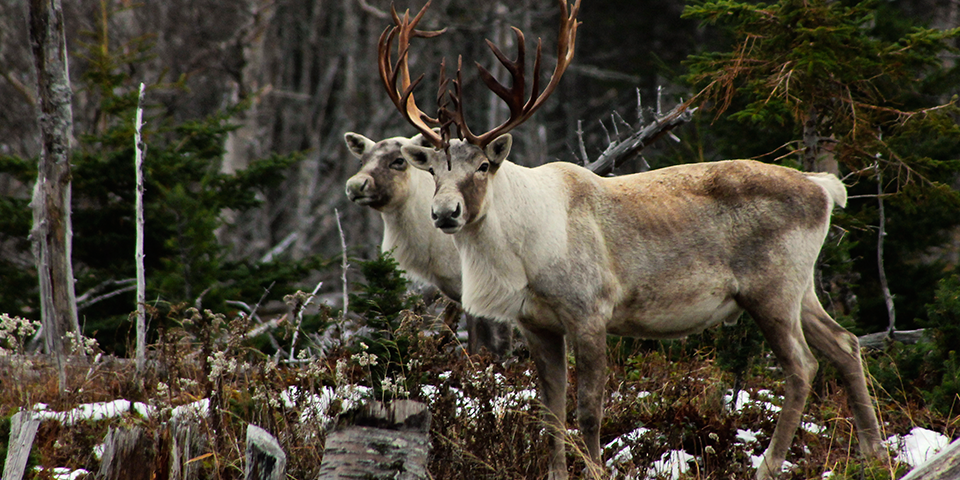 Woodland Caribou 