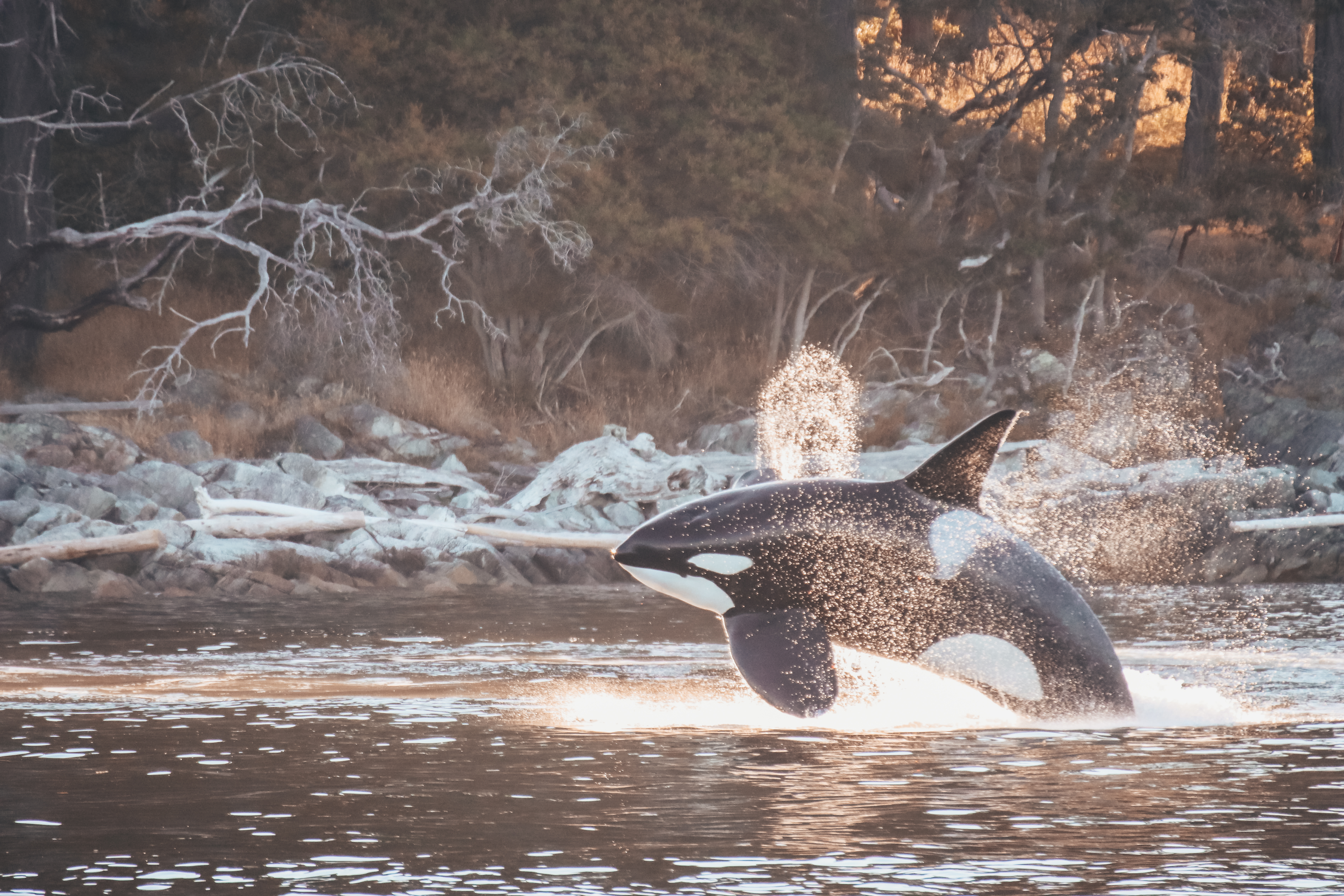 Prince of Whales Whale Watching - Victoria -