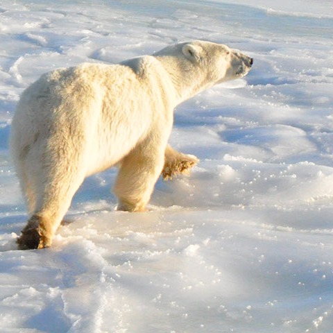 wapusk-1920x480