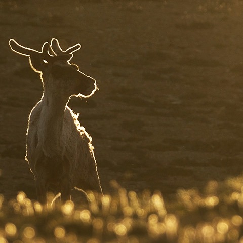 Caribou-in-golden-rim-light-banner