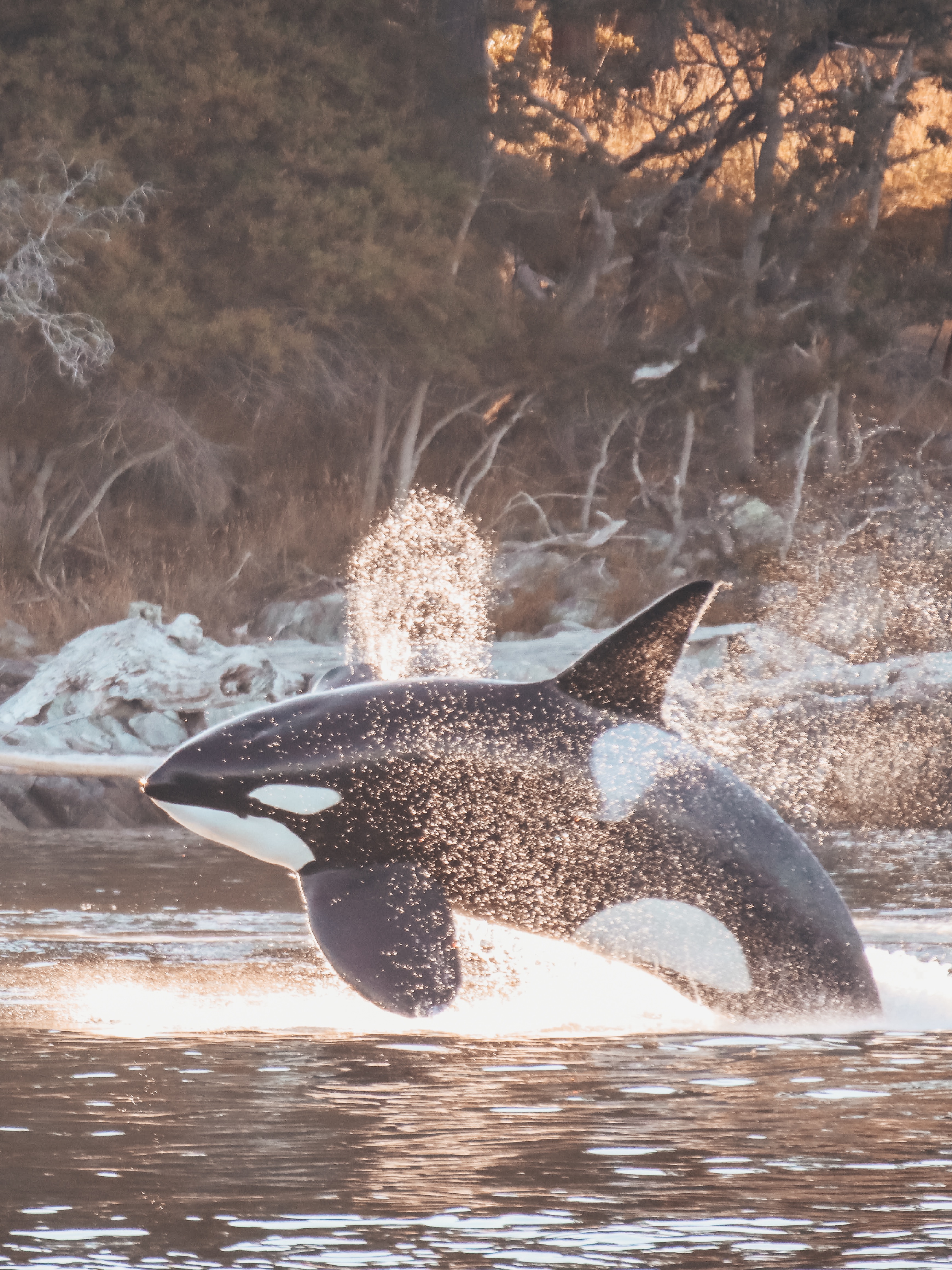 Prince of Whales Whale Watching - Victoria - 2021-07-24-20-21-09-840-62hm3