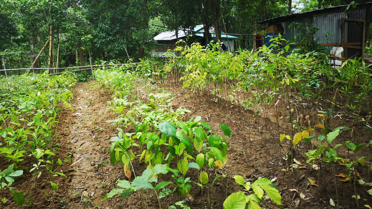 New Forest & Biodiversity Conservation Initiative (PCI) | Pittachara ...