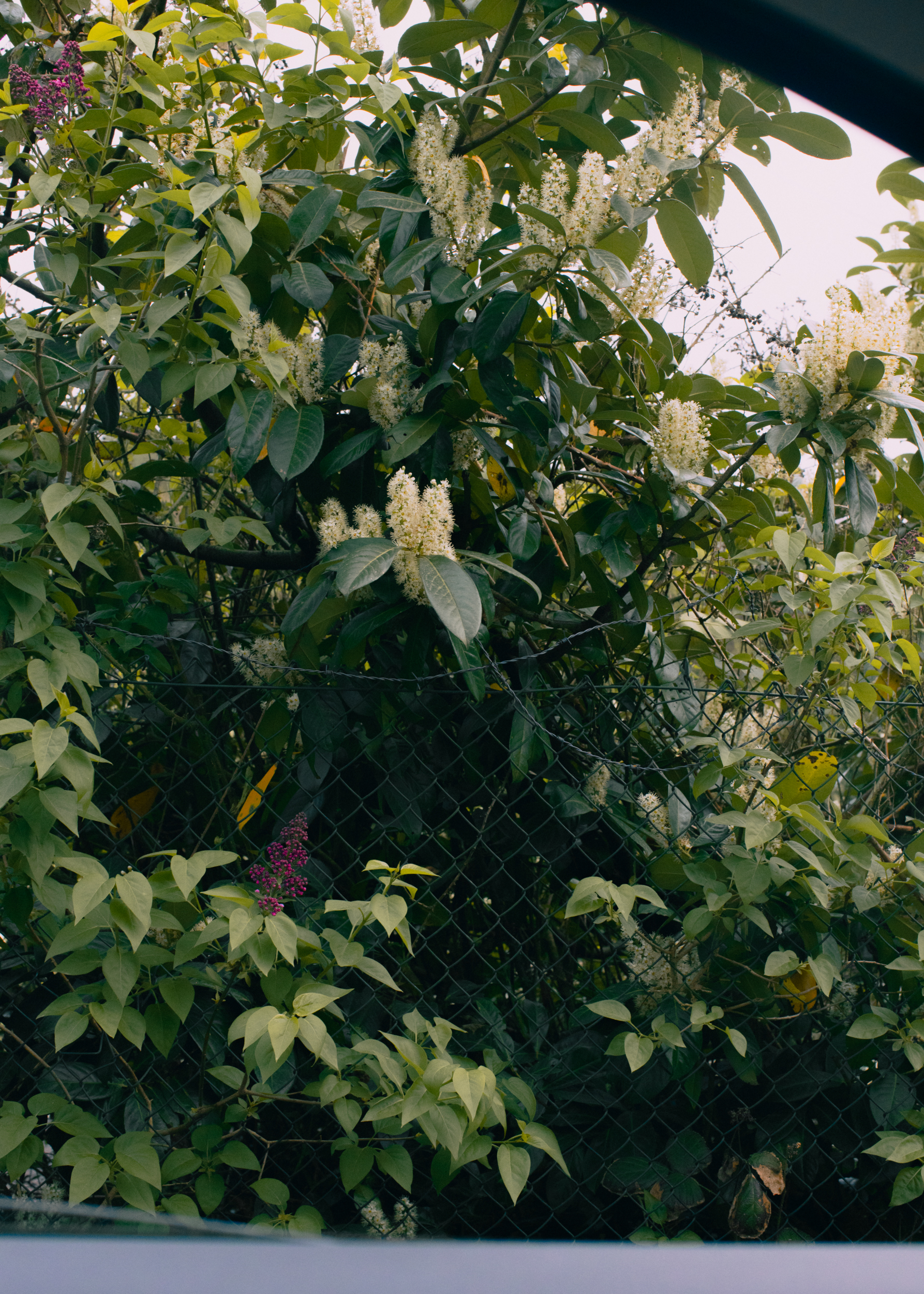 Evelyn Dragan Photography